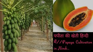 PAPAYA cultivation In hindiCUETICARJET PART1Agriculture Important points for Competitive exam [upl. by Analak882]