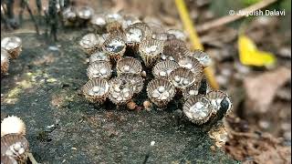 Cyathus striatus  A bird nest fungus [upl. by Ahsead415]