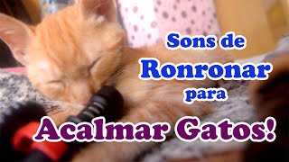 Som para acalmar gato  Som de ronronar para acalmar gatos [upl. by Pleasant]