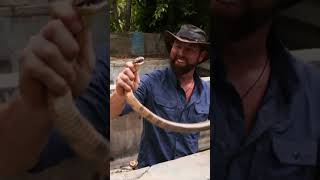 Forrest Galante Catches a Wild King Cobra [upl. by Lorilee]