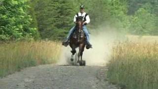 Reverand Homer  Single Footer Stallion [upl. by Eugeniusz273]