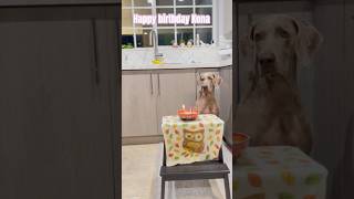 How is a Weimaraner turning old [upl. by Amsirahc]