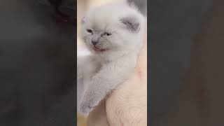 Miaulement De Chat ❤️ Abonne toi ❤️ Bruit de Chat adorable Chaton qui Miaule [upl. by Bender]