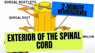 2Minute Neuroscience Exterior of the Spinal Cord [upl. by Hadihsar]