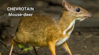 Mouse Deer Worlds Smallest Hoofed Mammal [upl. by Hersch]