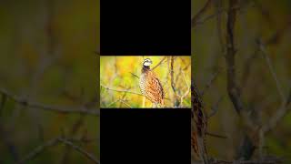 Nordan Bobwhite quail price quail animals [upl. by Bauske]