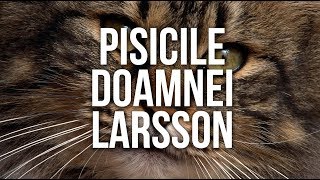 Pisicile Doamnei Larsson [upl. by Ahseikan]