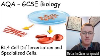 B14  Cell Differentiation  AQA Biology GCSE 91 [upl. by Eelyah]