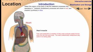 Metabolism biochemistry  locations [upl. by Publia]