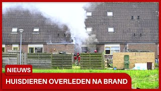 Huisdieren overleden na woningbrand in Delfzijl kind alleen in woning [upl. by Htebazile]