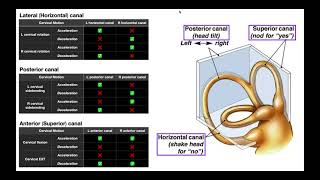 Semicircular Canals EXPLAINED  Structures amp Physiology [upl. by Clein865]