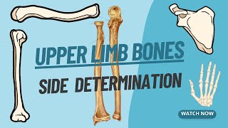 Side Determination of Upper Limb bones  Viva voce of Anatomy [upl. by Saeger]