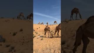 Camel shortvideo [upl. by Audrye555]