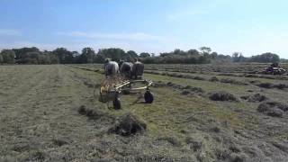 Percheron Horses Hay Making [upl. by Og]