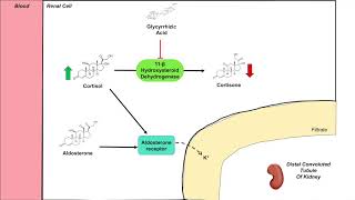 Dysregulation of Cortisol and Aldosterone  Black Licorice and Associated Health Effects [upl. by Aklim]