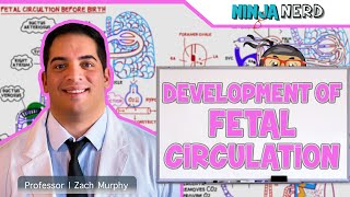 Embryology  Development of Fetal Circulation [upl. by Sipple]