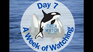 Orca Watch 2024 A Week of Watching [upl. by Dale]