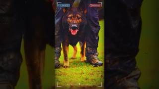 Training Tactical K9 Dogs Loyalty and Discipline in the Midst of Danger 🐕‍🦺🔍 [upl. by Eiveneg901]