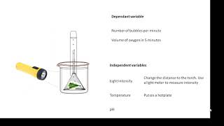 BTEC Applied Science Unit 3 Biology Factors affecting Plant Growth [upl. by Gifferd197]