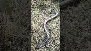 Indian Rock Python Rescue amp Released in Natural Habitat  अजगर [upl. by Refanej]