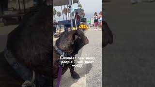 Bob at his “Bob the dog” booth in Venice beach [upl. by Crompton97]