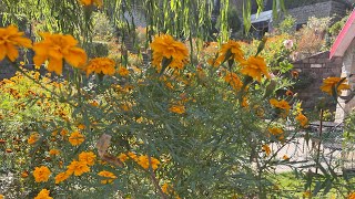 सूखे फूलो से फ्री में उगाये गैन्दे के पौधे बिलकुल मुफ़्त ।Grow Marigold plants free of cost [upl. by Anerdna138]