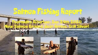 Salmon Fishing Report Thermalito Afterbay Outlets  Sep 29th 2020 Biting is super hot [upl. by Turley]