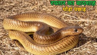 non venomous snake rescue in india  indian rat snake  non venomous snake rescue [upl. by Marquet]