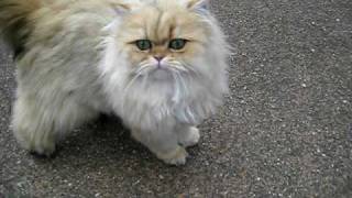 Persian kitty Sahara Has a Lot to Say 010810 [upl. by Foulk]