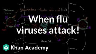 When flu viruses attack  Infectious diseases  Health amp Medicine  Khan Academy [upl. by Sokcin]