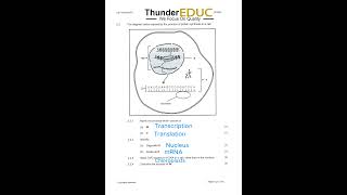 life sciences paper 2 mutation DNA THUNDEREDUC [upl. by Yeta188]