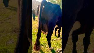 Australian friesian cross cow 🐄 for sale in punjab hfcow shortvideo shorts dairyfarm [upl. by Eliak215]