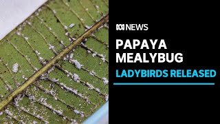 Native ladybirds released in Darwin to combat exotic pest  ABC News [upl. by Nellahs]