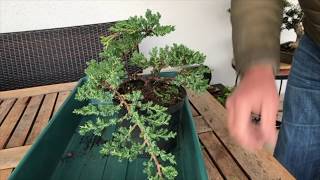 How to Create a Juniper bonsai for cheap Absolute best conifer bonsai for cascade style [upl. by Suiluj361]