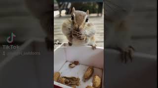 Cutie 🐿 chipmunksoftiktok chipmunk maine cute adorable [upl. by Sukramal]