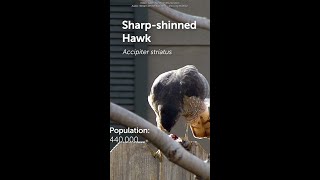 SharpShinned Hawk Bird of the Week [upl. by Salomo]