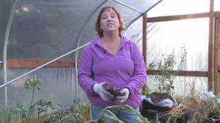 Plant Care amp Gardening  When to Prune Daylilies [upl. by Malin]