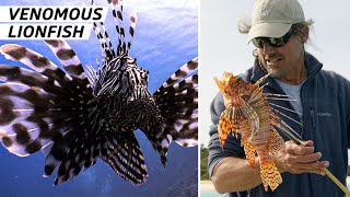 How Bermuda Fishermen Are Leading the Fight Against Venomous Lionfish — Vendors [upl. by Lelah778]