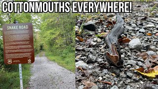 A Walk on THE Snake Road Cottonmouth Migration in Southern Illinois [upl. by Eirollam254]