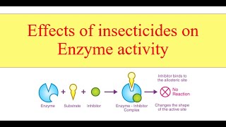 Effects of insecticides on Enzyme activity [upl. by Ronna]