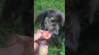 Eating figs are healthy for dogs [upl. by Alleiram]