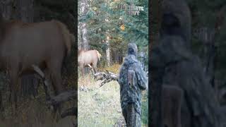 Elk bow hunting Canada bowshot [upl. by Ettegdirb]