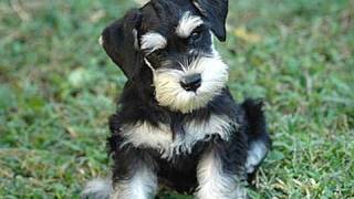 Lo schnauzer [upl. by Azerila]