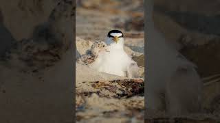 Tern Chicks Enthusiastic Greeting shorts [upl. by Mahoney193]