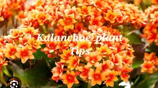 Kalanchoe plant ke bareme puri jankari Kalanchoe plant tips [upl. by Weider]