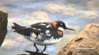 Falaropo picofino  Phalaropus lobatus  Rednecked Phalarope [upl. by Eikcor918]