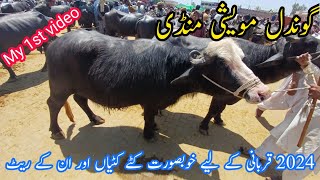 Monday latast update Gondal mandi  Latast update in gondal mamdi Gondal mandi attock [upl. by Chao770]