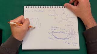 Echinoderm Diversity [upl. by Leibrag]