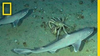 Crabs Trade Shells in the Strangest Way  BBC Earth [upl. by Novar]