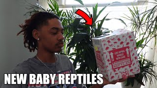 Meet My New Baby Asian Water Monitor  OfficialMerzy Vlog 228 [upl. by Manoff499]